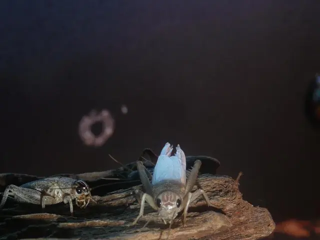 Alligator-like Insect Invasion: Introducing the Magnolia Scale