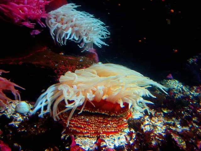 Establishing an Ideal Tank for Novices - Innovative Marine's 14 NUVO Fusion Peninsula Setup Guide