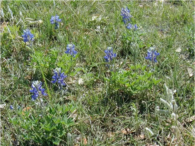 Garden Obstacles and Strategies for Overcoming Them