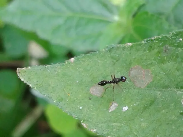 Preparing this combination of ingredients will effectively drive ants away from your garden.