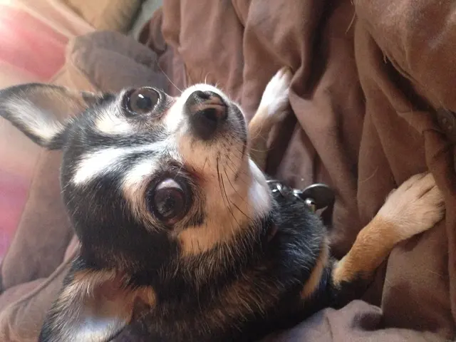 Animal Welfare - Lübeck's Canine No. 15