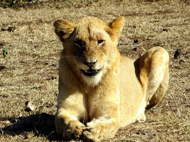 Male lion slumbers, pursued by adorable predator