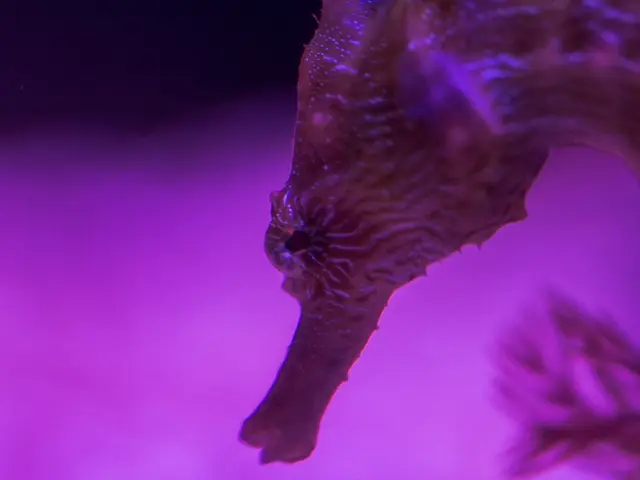 Discover five delightful mini horse breeds that are sure to captivate you