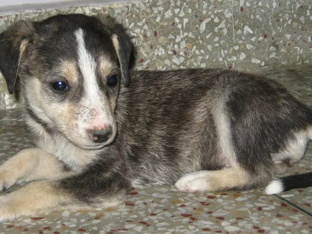 Avoiding frequent errors during puppy training: the trainer reveals their own blunders...