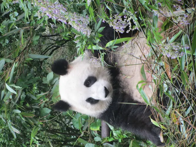 Berlin Zoo's Red Panda Population More Than Doubled