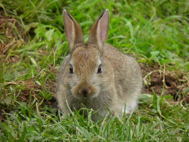 Differences Between Hares and Rabbits: Ear Shapes, Speed, and Social Interaction Patterns