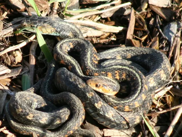Garden dwellers express concern: Increasing sightings of black serpents in residential spaces