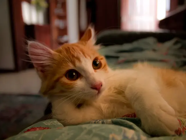 Following a behaviorist's suggested regimen, ensure your feline friend snoozes peacefully...