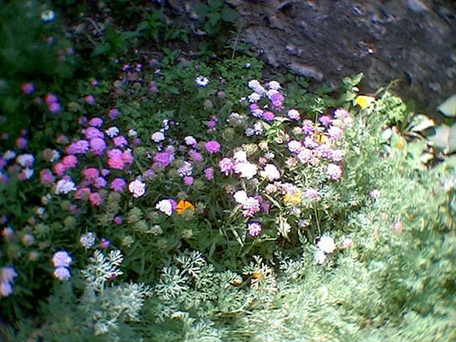 Pruning flowers prematurely will result in their loss.