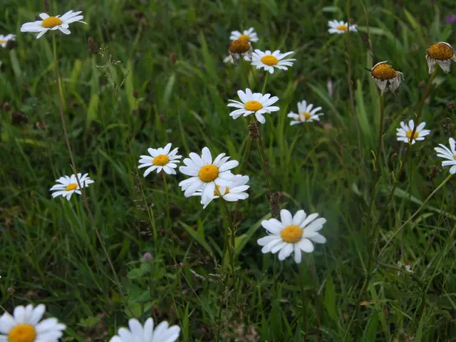 'Grass adapts magnificently at Knoll's Dorset garden: From popular tourist spot to niche nursery'
