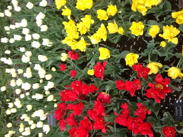 Generous daffodil, brimming with "innocent, whimsical allure," regarded as the most charismatic...