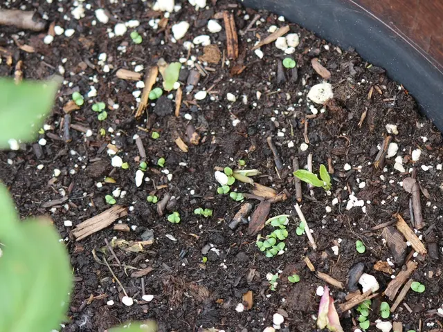 Checking Soil Quality: Pre-Planting Guide for New Farmers