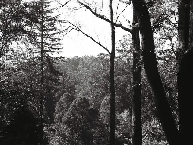 Autumnal urban tree planting: 500 youthful trees to grace the city of Bremen's streets