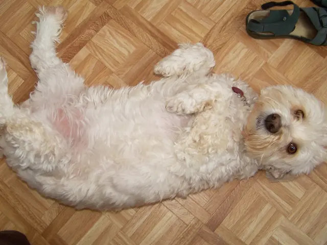 Slippery Elm for Canines: Advantages and Applications