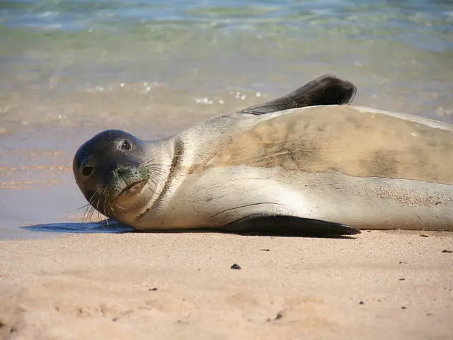 Marina Beach in Chennai Resumes Operations with Blue Flag Recognition: Updates for Visitors to...