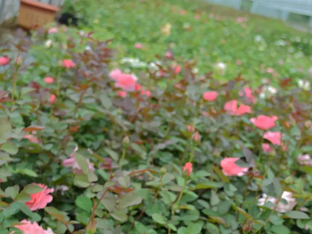Unveiling the Symbolism of Sweet William: Exploring the Essence of Dianthus Barbatus