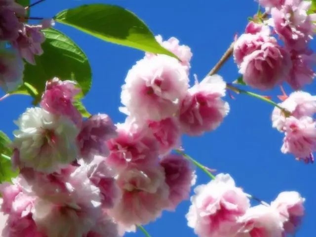 Home-Brightening Indoor Hoyas: 5 Varieties with Lush Green Foliage to Elevate Your Interior Spaces