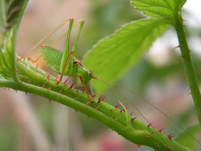 Identifying, Avoiding, and Addressing Six Regular Peony Maladies: A Guide for Recognition,...