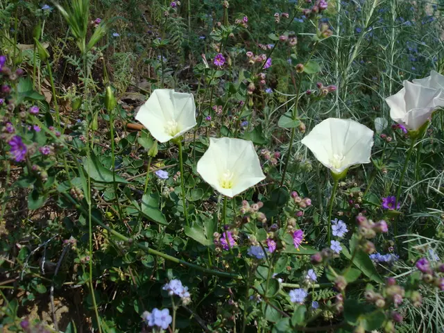 "Top 6 Blooming Vegetation Choices to Create a Secluded Yard Haven"