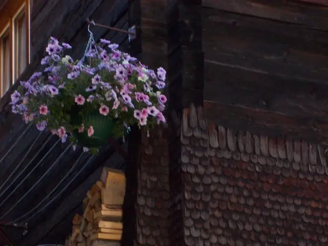 Bonsai Made from Hinoki Cypress (Chamaecyparis Obtusa): A Comprehensive Style and Maintenance Guide