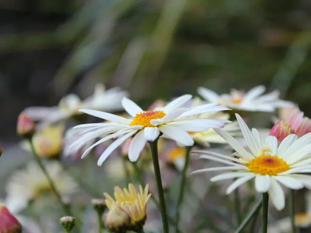 Enhancing Peony Blossoms and Plant Wellness: Comprehensive DIY Guide to Pruning