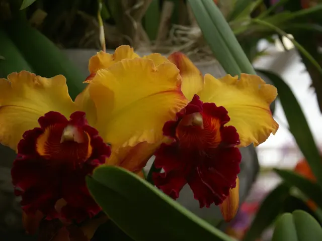 Guide: Extending Calla Lily Blossom Duration and Encouraging More Blooms