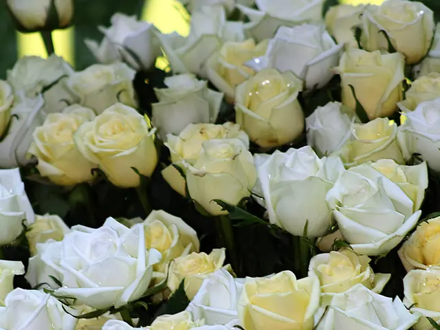 Sending Seeds as Romantic Correspondence