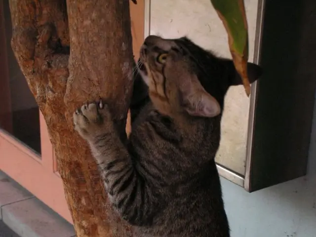 Discovered: Top 6 Cat Perches Ideal for Feline Climbers