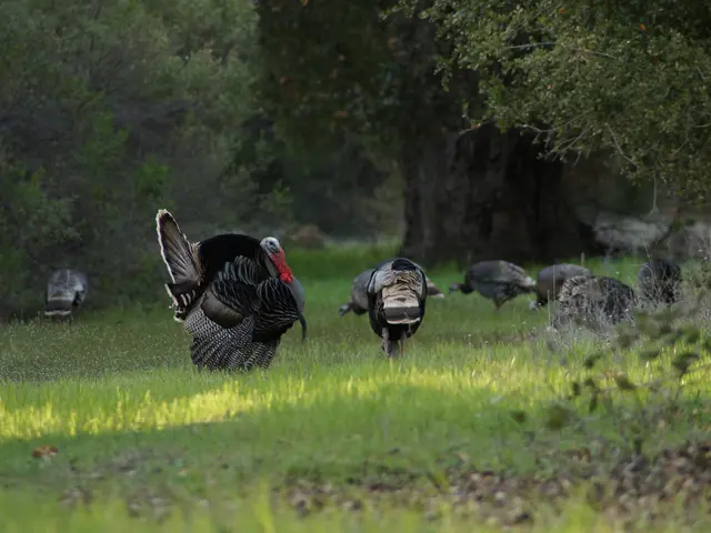 Controversial Turkish legislation aims to regulate the population of homeless canines, igniting...