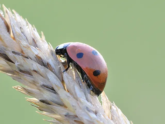 Colorado beetle larvae beans provide optimal natural protection for eggplants.