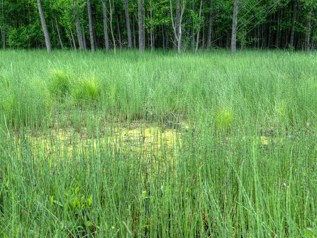 Agroforestry's dominion looms in the upcoming years