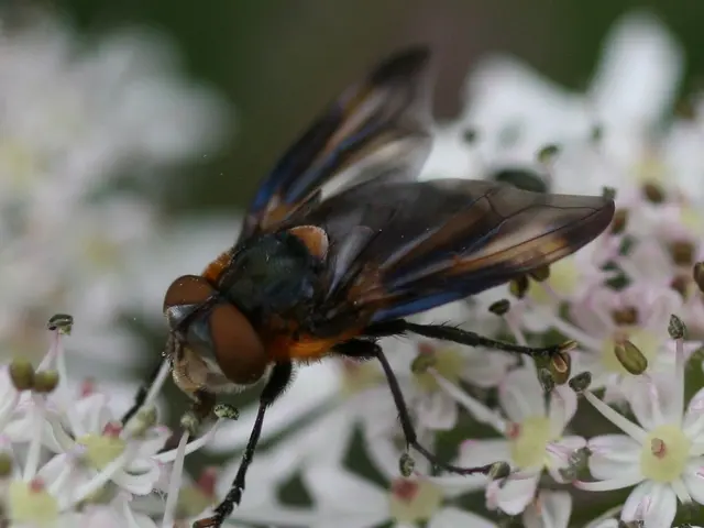 Methods to Deter Flies from Horses: Six Approaches for 360-Degree Protection Against Infestations