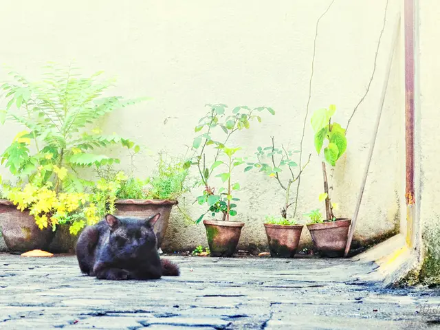 Harmful Vegetation for Felines