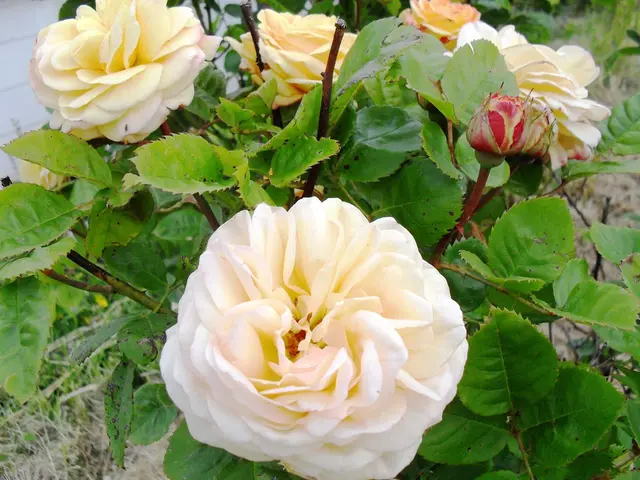 Attractive Decorative Grasses Adored by Pollinating Species