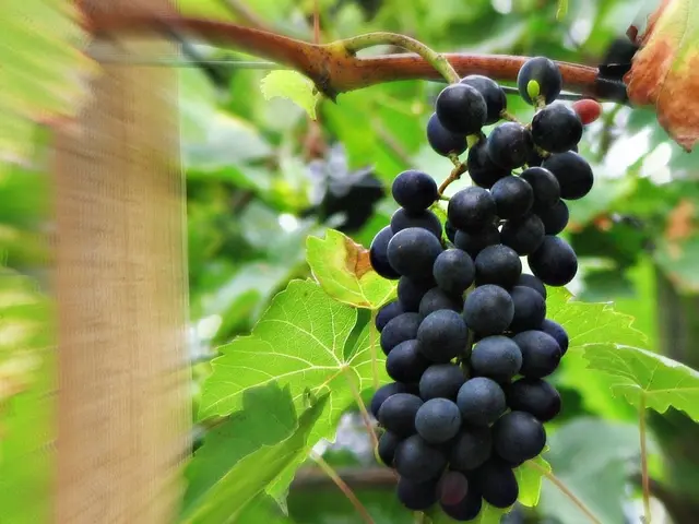 Hot and humid summer weather affects the grape crop at a Waunakee winery, resulting in lower yields...