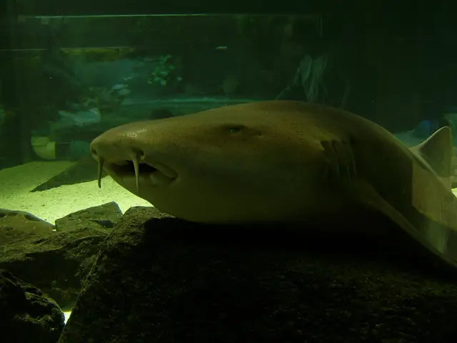 Tips for Achieving Optimal Fluidity from AskBRS