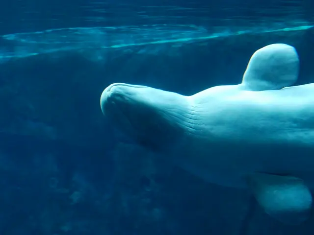 Underwater Photography and Videography Equipment Selling at Massive Discounts by Bluewater!