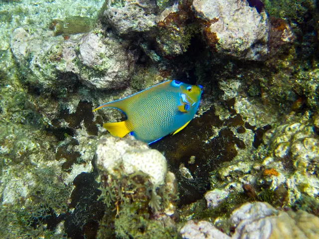 Artificial marine ecosystem spanning over 30 acres established along the Southern California...