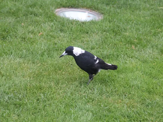 A black buck deer, marked in red, was observed in the Vác district, managing to elude the...