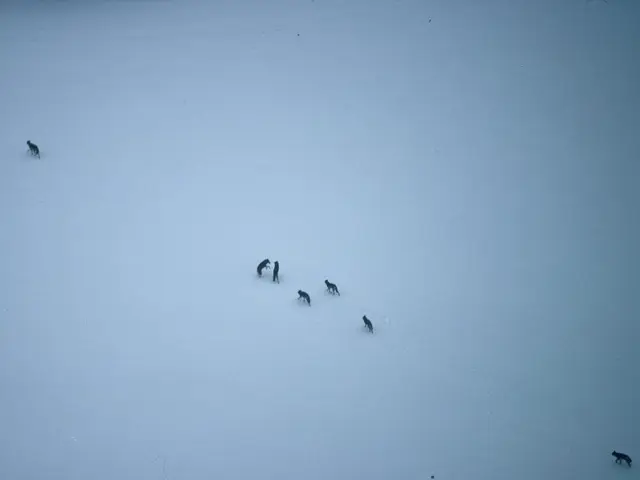 Wolfs pup newborns spotted at Oradea Zoo, Romania