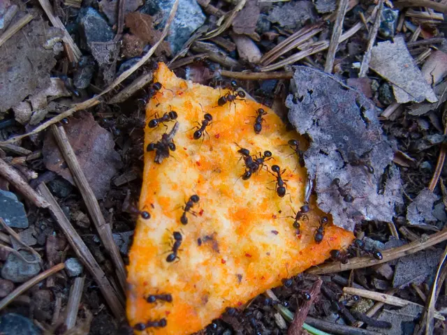 Ants, specifically Carpenter and Black species, present distinct roles within ecosystems: Carpenter...