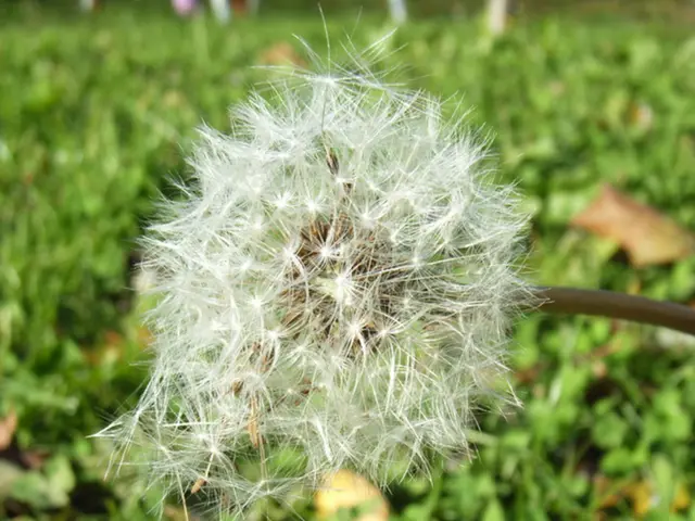 Utilizing Dandelions: practical methods for dandelion application