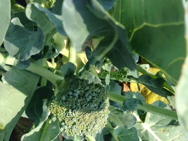 Cultivating Broccoli in Your Own Backyard Garden