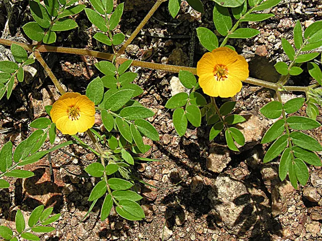 Trimming Bonsai Branches: Shaping the Tree for Aesthetic Perfection