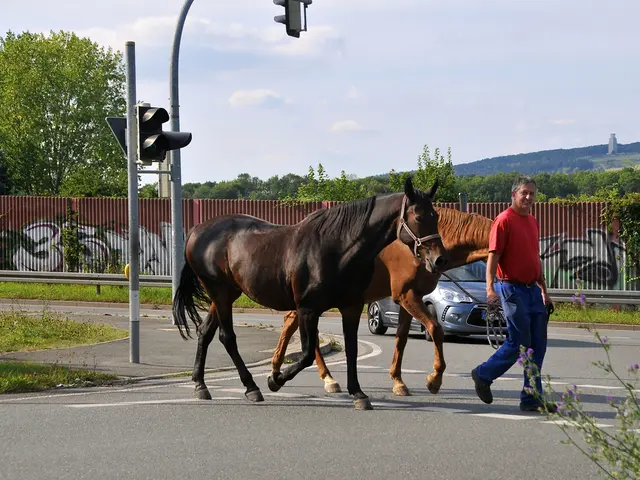 Navigating the Road Safely Among Horses: A Guide for Drivers