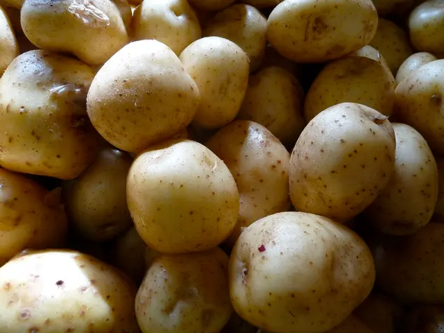 Tips for Harvesting Potatoes: Guidelines for Gathering Ripe Potatoes at the Right Time