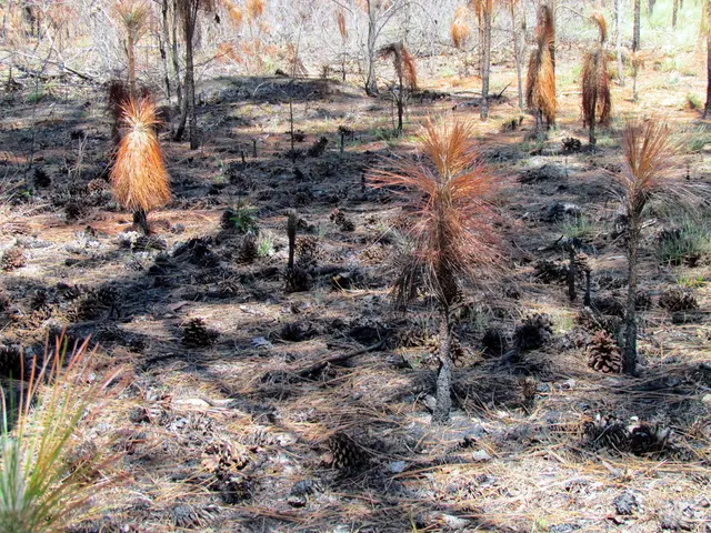 Is it allowed to excavate rare flora for personal cultivation in a home garden?