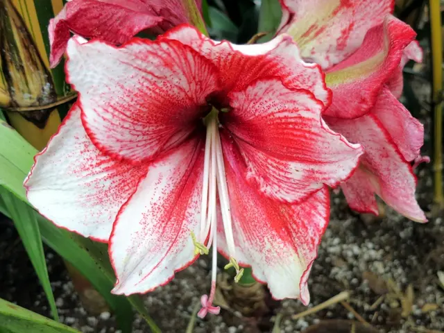 Optimal Fertilizer for Bougainvillea Growth