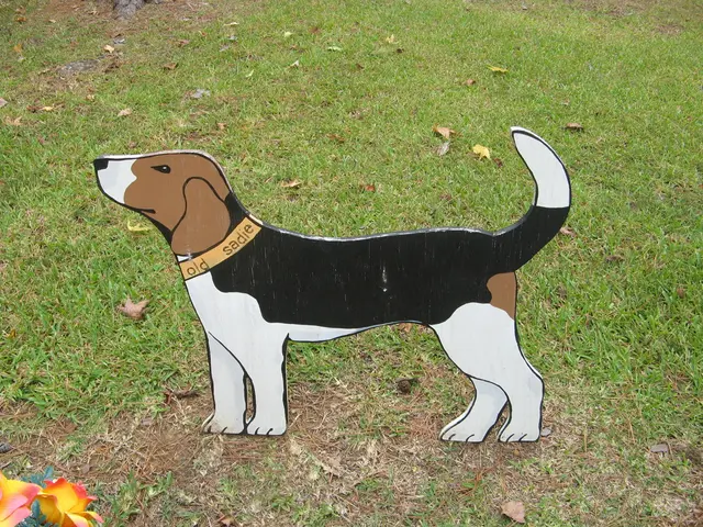 Reason provided for absence of dog parks in Biysk, as communicated by the mayor's office.