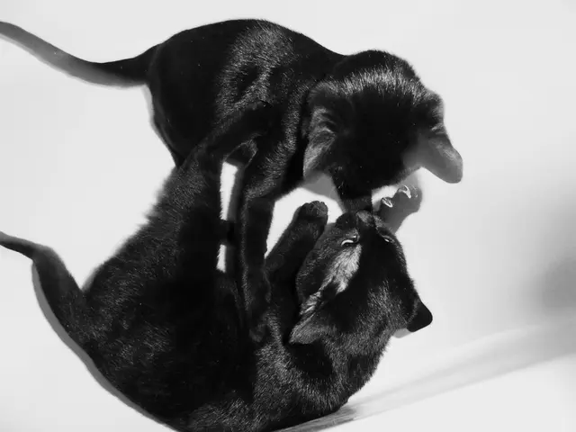 Struggles of the Velvet-Furred Creatures: Insights from the Animal Advocacy Group